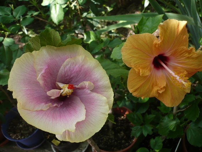 P1280033 - HIBISCUSI 2016-3