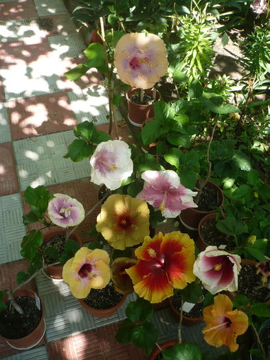 P1280034 - HIBISCUSI 2016-3