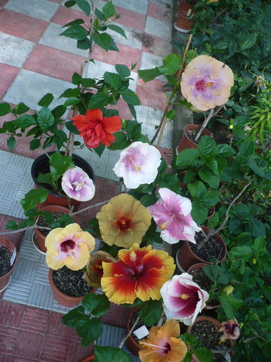 P1280039 - HIBISCUSI 2016-3