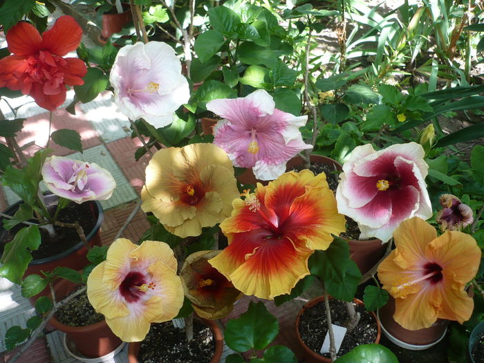 P1280044 - HIBISCUSI 2016-3