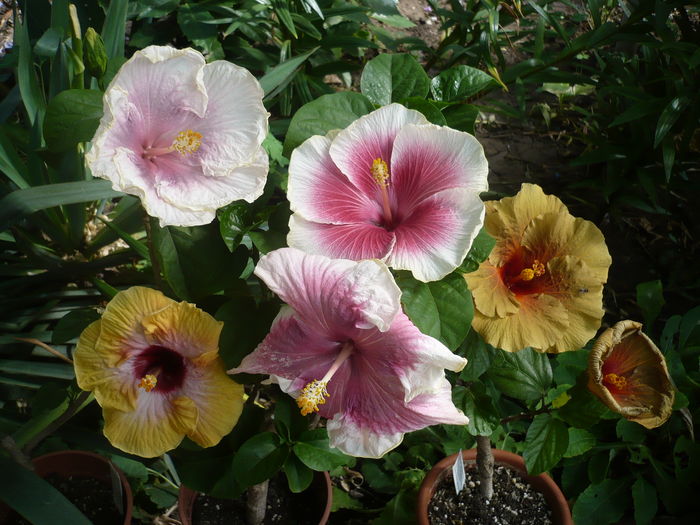 P1280051 - HIBISCUSI 2016-3