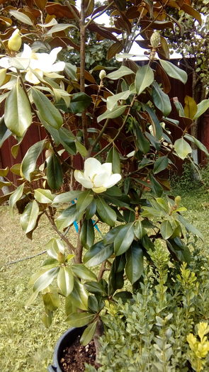 20160707_113510 - Ficus inflorit 1