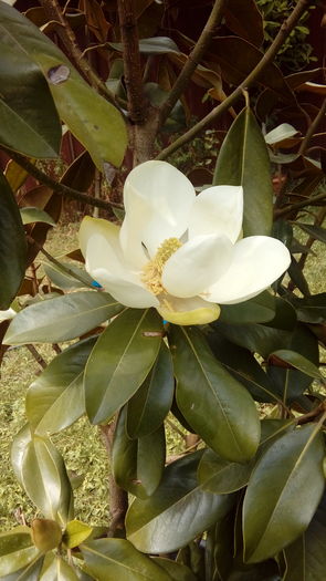 Ficus inflorit 1 - conete