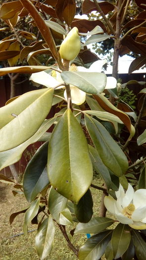 20160707_113503 - Ficus inflorit 1