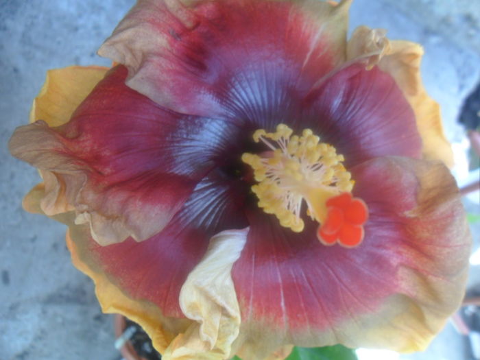 083 - melanie grohau