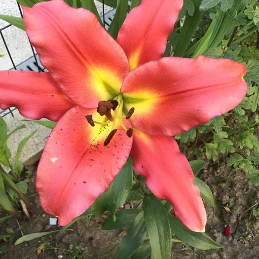 lilium Satisfaction