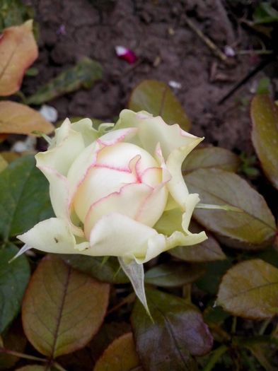 13603308_978111885668639_5661077242057886726_o - 0 TRANDAFIRI 2016