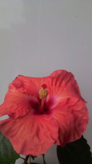  - HIBISCUS -2016