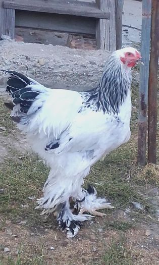 20160707_194213 - BRAHMA PUII SERIA 1
