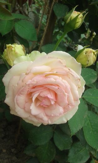 20160705_123355 - EDEN ROSE