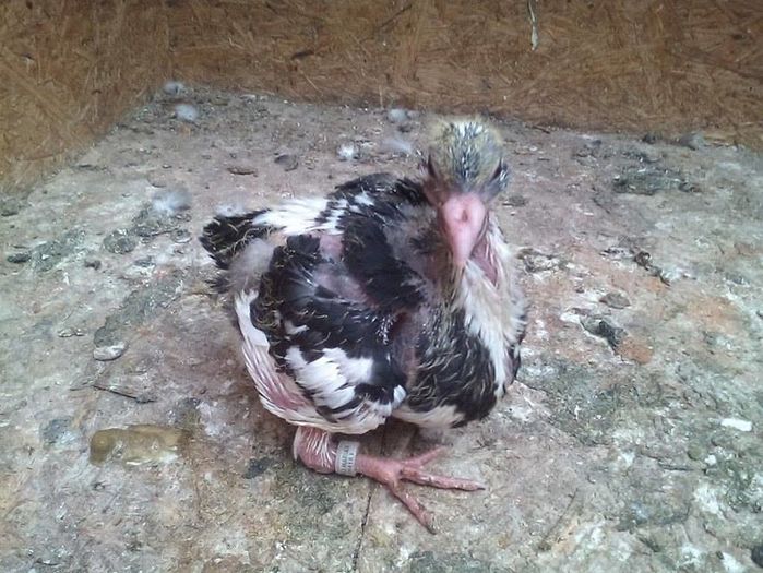 13644051_887458228064661_565251089_n - Tineret AGH 2016