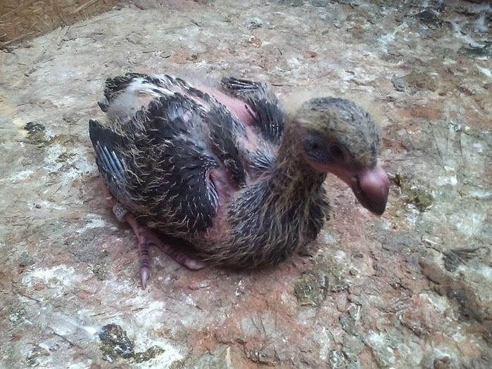 13625022_887458081398009_464055015_n - Tineret AGH 2016