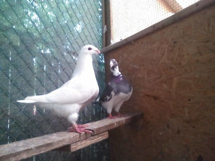 13608213_887458251397992_457419609_n - Tineret AGH 2016