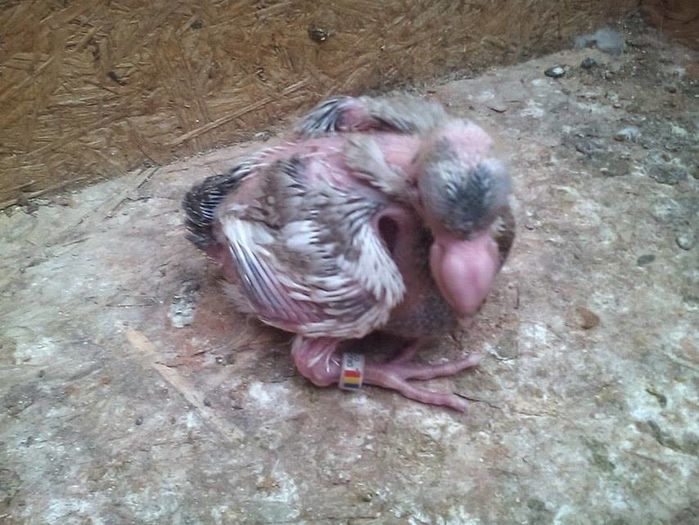 13624631_887458068064677_414051358_n - Tineret AGH 2016