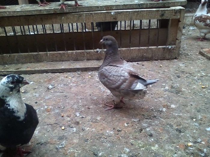 13643770_887458234731327_920477957_n - Tineret AGH 2016