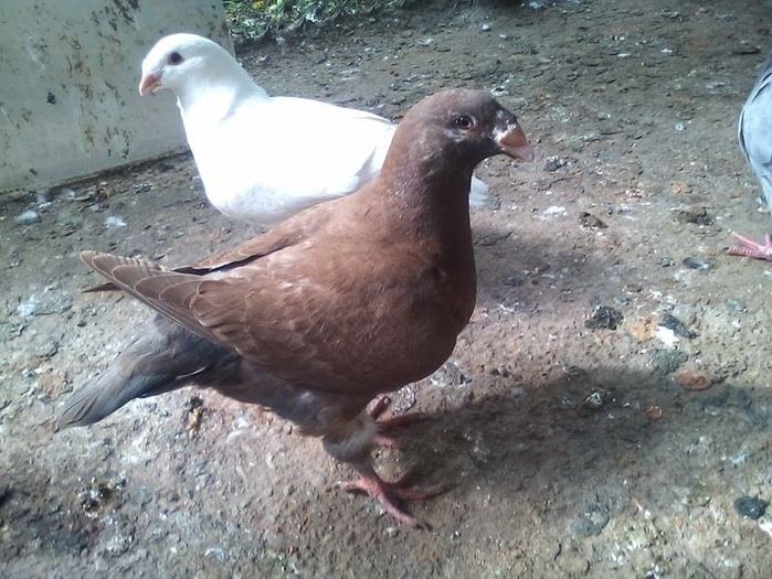 13617483_887458394731311_1262222672_n - Tineret AGH 2016