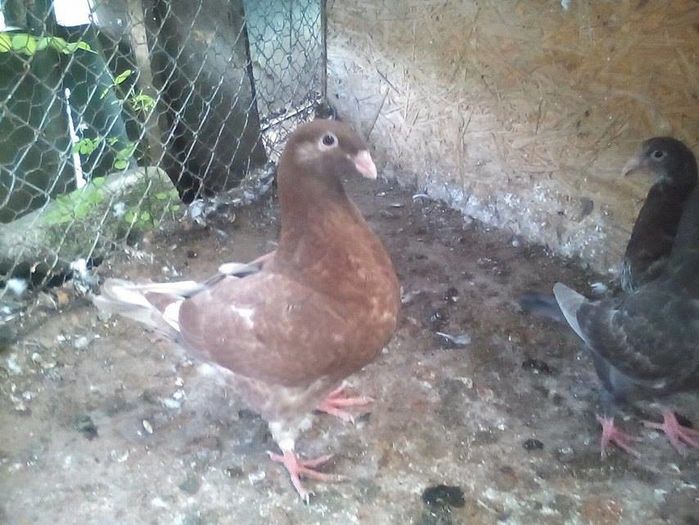 13618125_887458301397987_1605060983_n - Tineret AGH 2016