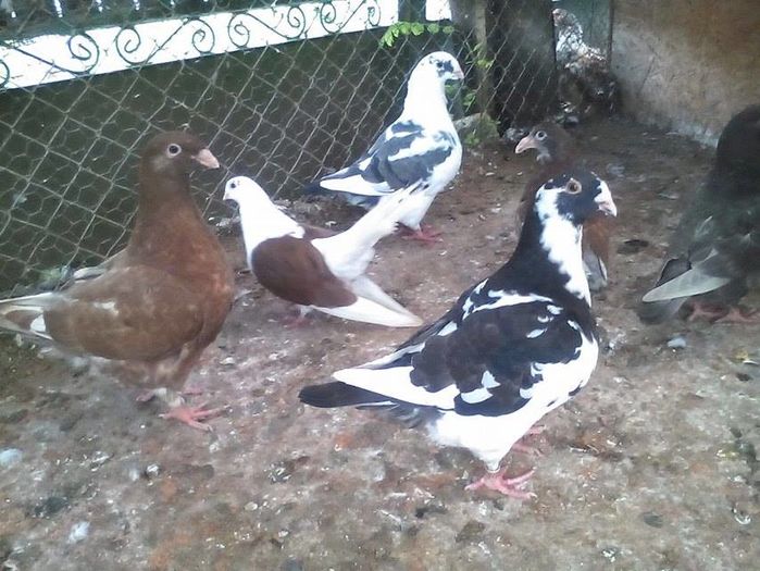 13644168_887458328064651_236884834_n - Tineret AGH 2016