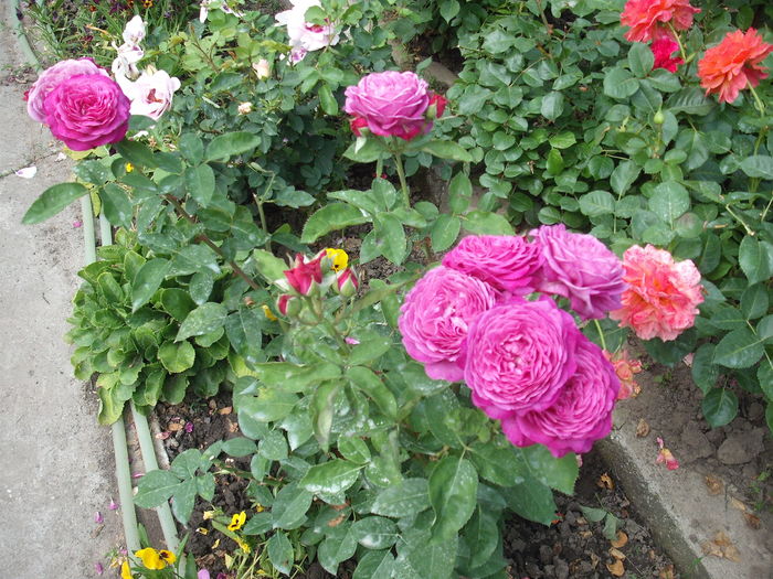 DSCF6610