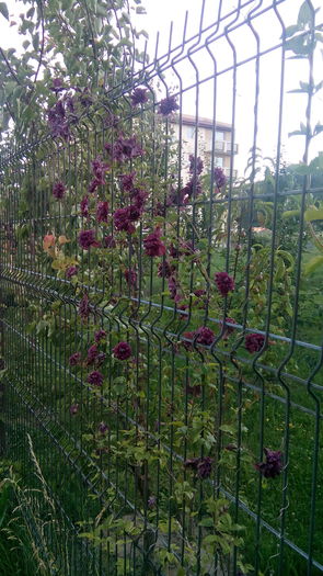 IMG_20160707_203122 - Clematis