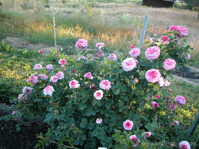 Aloha_boerner - Trandafirii mei