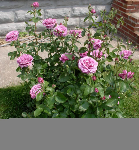 big purple - Trandafirii mei