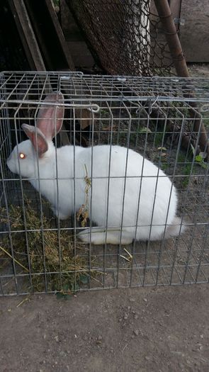 femela metis ug-californian la 4 luni aproape 5kg