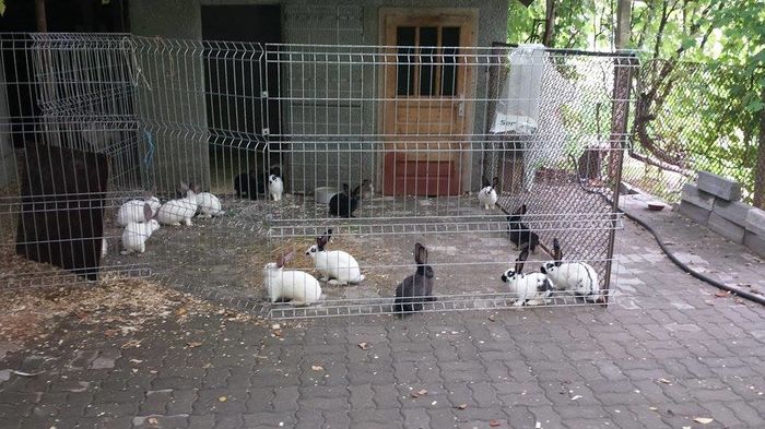 Noul tarc; In acest tarc o sa locuiasca masculii care trec de varsta de 3.5 luni. Pana in momentul in care o sa ajunga pe gratar :)
