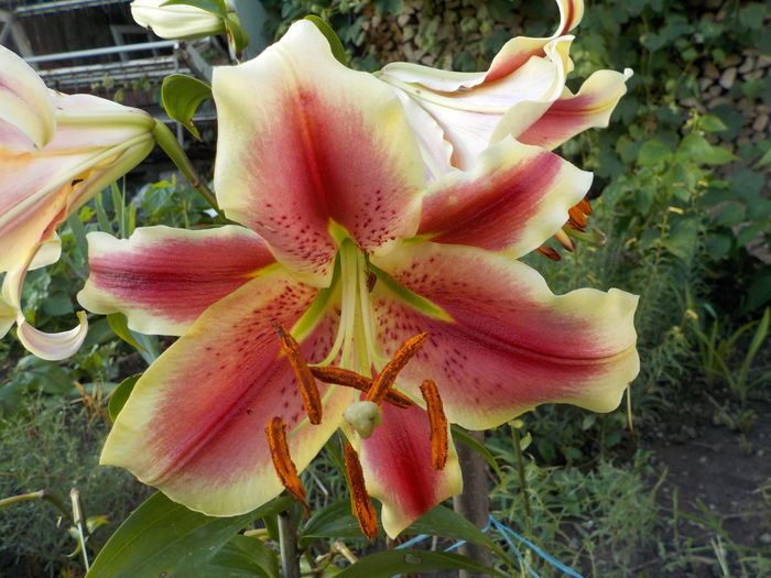 DSCN0587[1] - crini de gradina