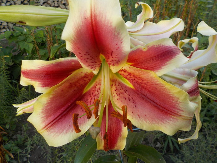 lavon - crini de gradina