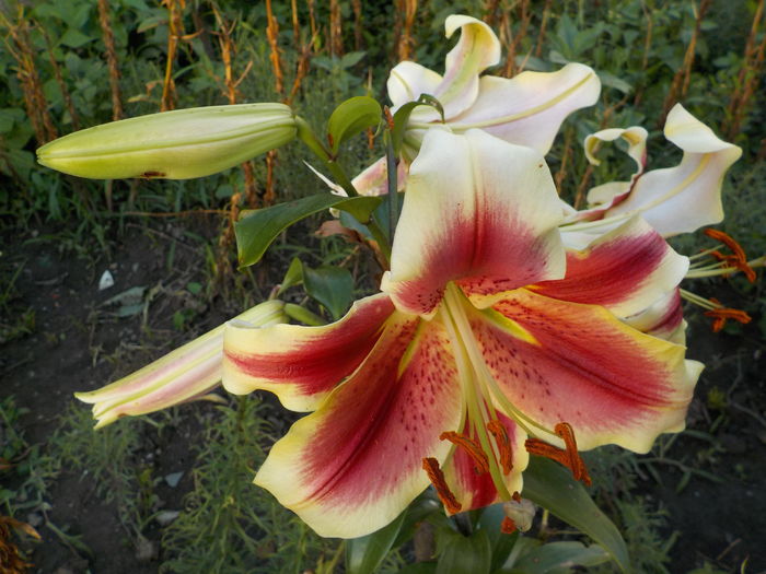 DSCN0590[1] - crini de gradina