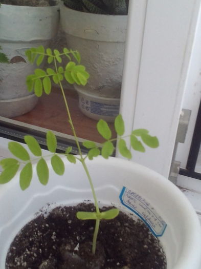 Caesalpina Pulcherrima