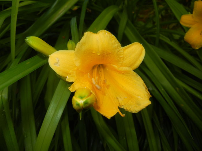 Hemerocallis Stella de Oro (2016, Jun.14) - Hemerocallis Stella de Oro