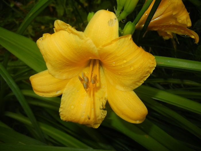 Hemerocallis Stella de Oro (2016, Jun.14) - Hemerocallis Stella de Oro