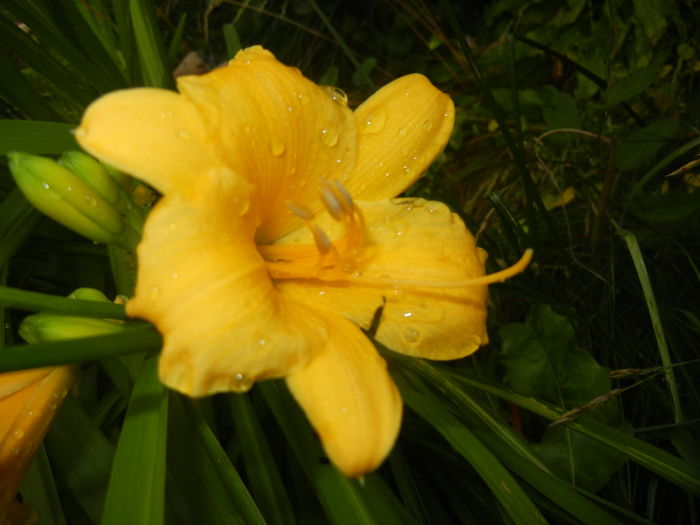 Hemerocallis Stella de Oro (2016, Jun.14) - Hemerocallis Stella de Oro