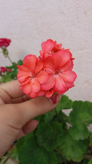 20160706_164550 - Muscatele  mele  pozici