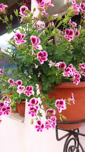 20160706_164532 - Muscatele  mele  pozici