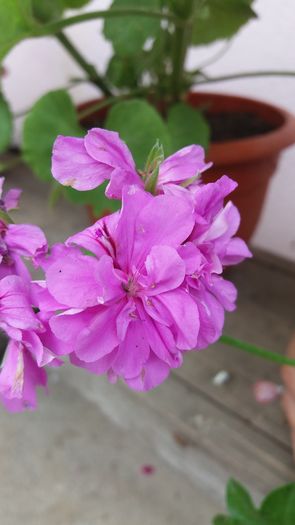 20160706_164345 - Muscatele  mele  pozici