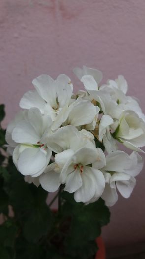 20160706_164225 - Muscatele  mele  pozici
