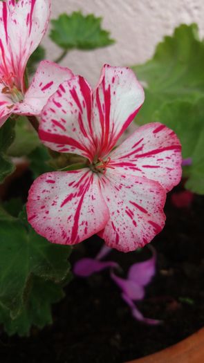 20160706_164129 - Muscatele  mele  pozici