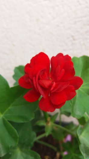20160706_164117 - Muscatele  mele  pozici