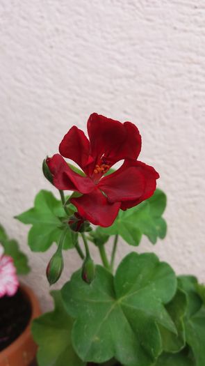 20160706_164103 - Muscatele  mele  pozici