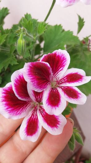 20160706_164022 - Muscatele  mele  pozici