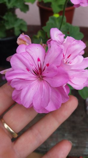 20160706_163955 - Muscatele  mele  pozici