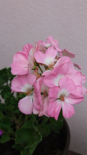 20160706_163946 - Muscatele  mele  pozici