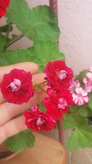 20160629_122617