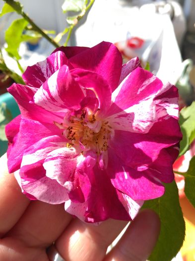 IMG_20160625_100710[1]; new imagine
