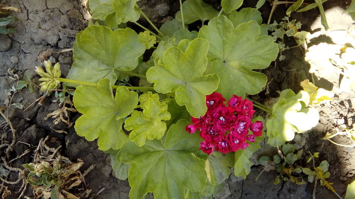 20160708_152849 - Muscate si alte plante