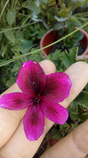 20160708_152738 - Muscate si alte plante