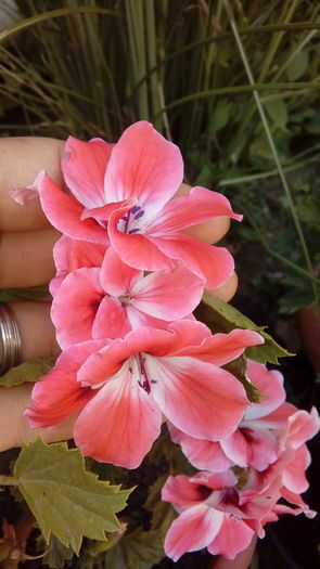 20160708_152727 - Muscate si alte plante